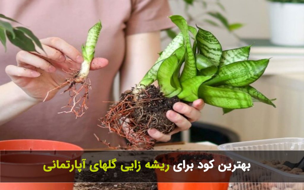 بهترین کود برای ریشه ‌زایی گلهای آپارتمانی