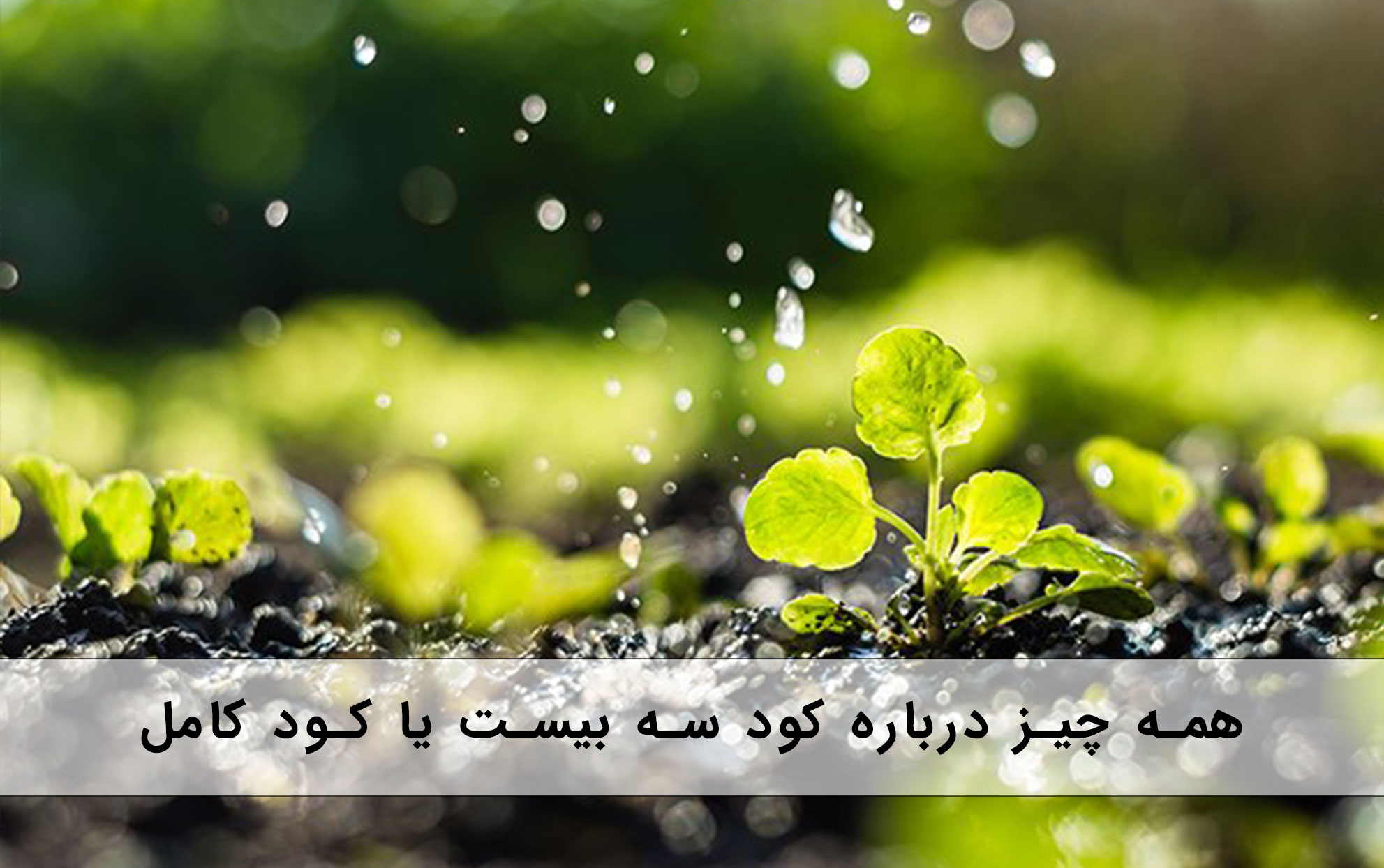 همه چیز درباره کود سه بیست یا کود کامل