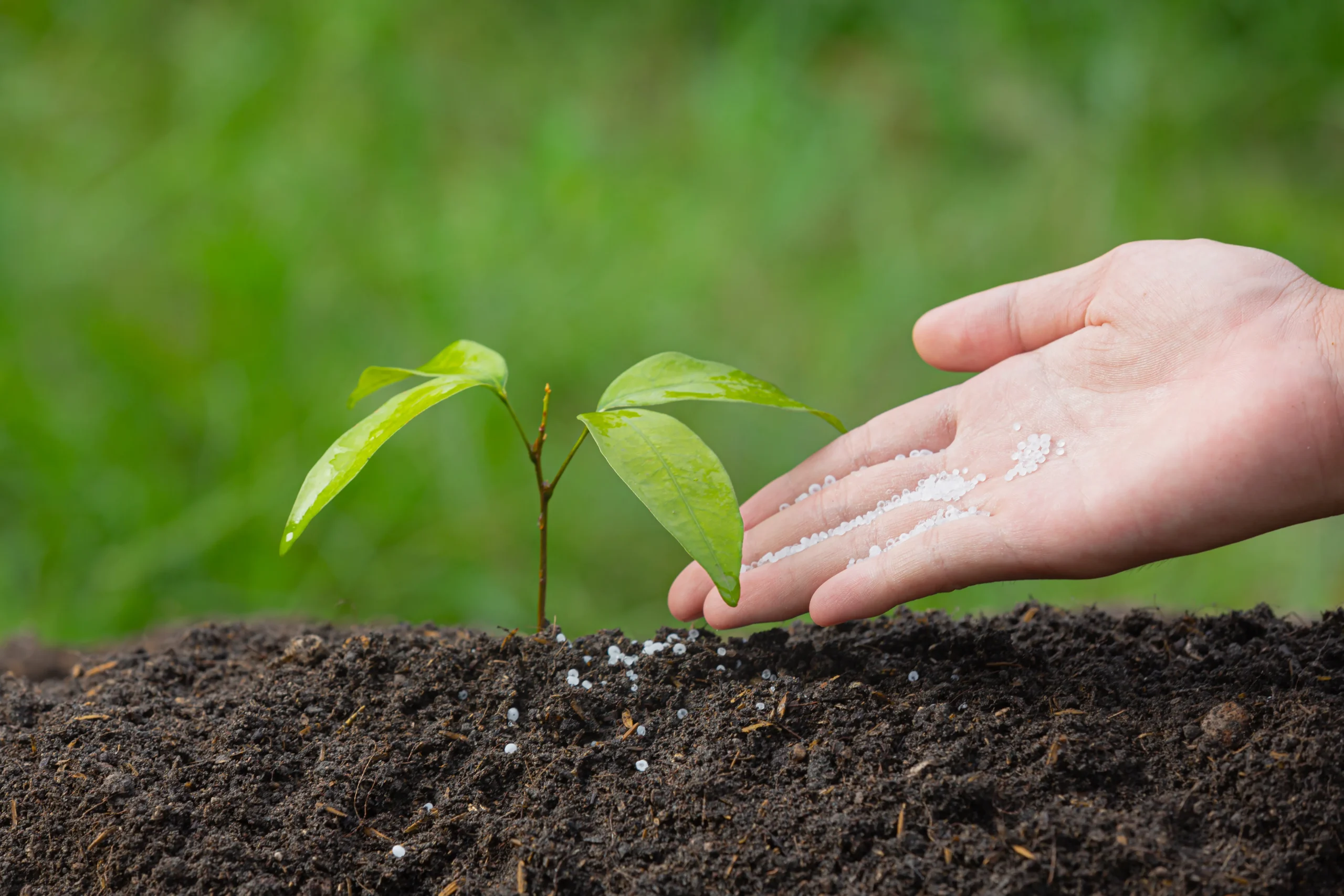 close up picture hand holding planting sapling plant scaled - خرید انواع کود های وارداتی مرغوب در تهران گرو راهنمای حل مشکلات گیاهان با کود بایوبیز (Biobizz)