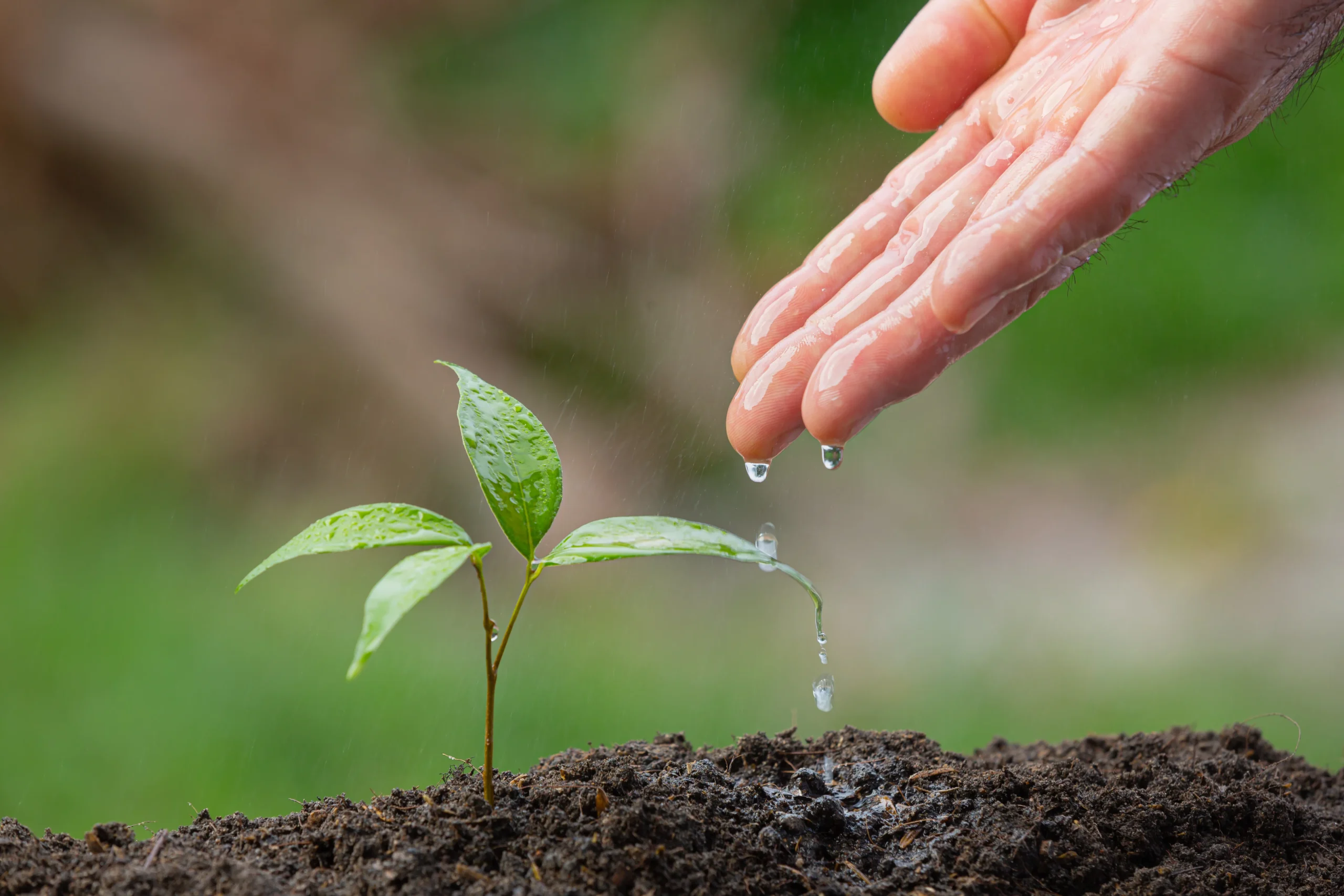 close up picture hand watering sapling plant scaled - خرید انواع کود های وارداتی در تهران گرو