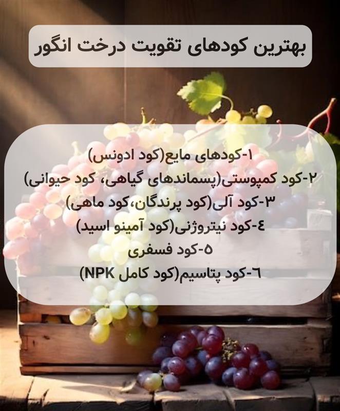 Image 13 - خرید انواع کود های وارداتی مرغوب در تهران گرو پربار کردن درخت انگور