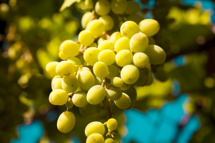 closeup shot fresh grapes garden 181624 7064 - خرید انواع کود های وارداتی مرغوب در تهران گرو پربار کردن درخت انگور