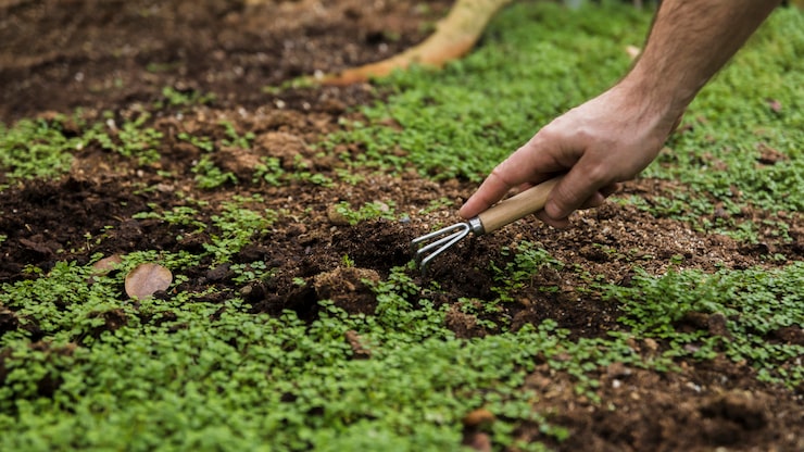 gardening concept with female hands 23 2148127945 - خرید انواع کود های وارداتی مرغوب در تهران گرو چطور باردهی درختان میوه را چند برابر کنیم؟