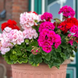 geranium maverick mix shk 5 - خرید انواع کود های وارداتی مرغوب در تهران گرو رشد انفجاری شمعدانی
