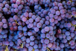 grape harvest vineyard close up red black clusters pinot noir grapes collected boxes ready wine production 496593 950 - خرید انواع کود های وارداتی مرغوب در تهران گرو پربار کردن درخت انگور