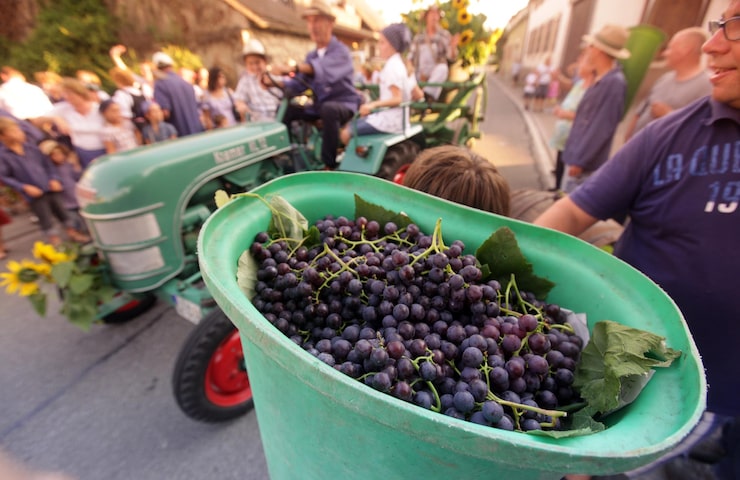 grapes green container with people street with tractor 1048944 30223806 - خرید انواع کود های وارداتی مرغوب در تهران گرو پربار کردن درخت انگور