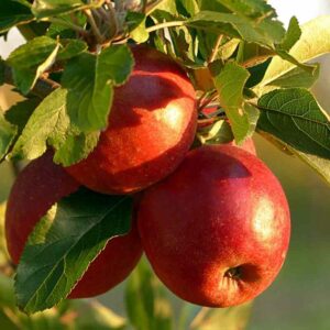 FRUAPL S BRAEBURN 2T - خرید انواع کود های وارداتی مرغوب در تهران گرو خرید کود