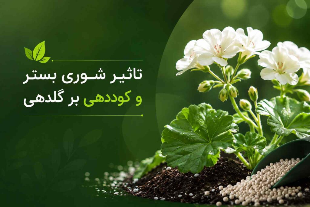 خرید کود گلدهی